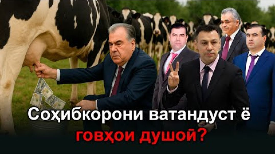⁣🟢 Раҳмонов тоҷиронро чигуна гови ҷушо кардаву медушад!