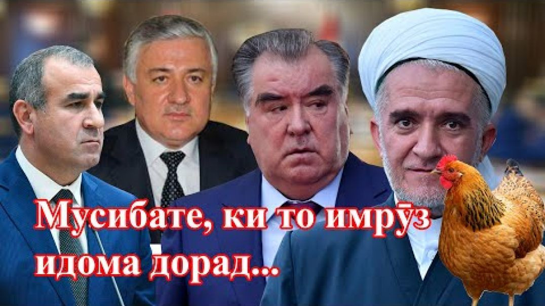 ⁣Қозӣ мурғ ва се ҷиноят/ قاضي مرغ و٣ جنايت